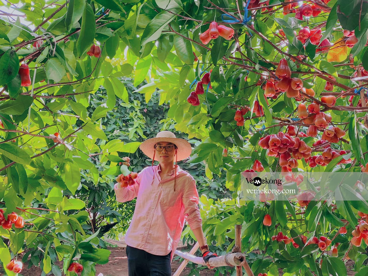 Can Tho U-Pick & Taste Fruit Garden Tour