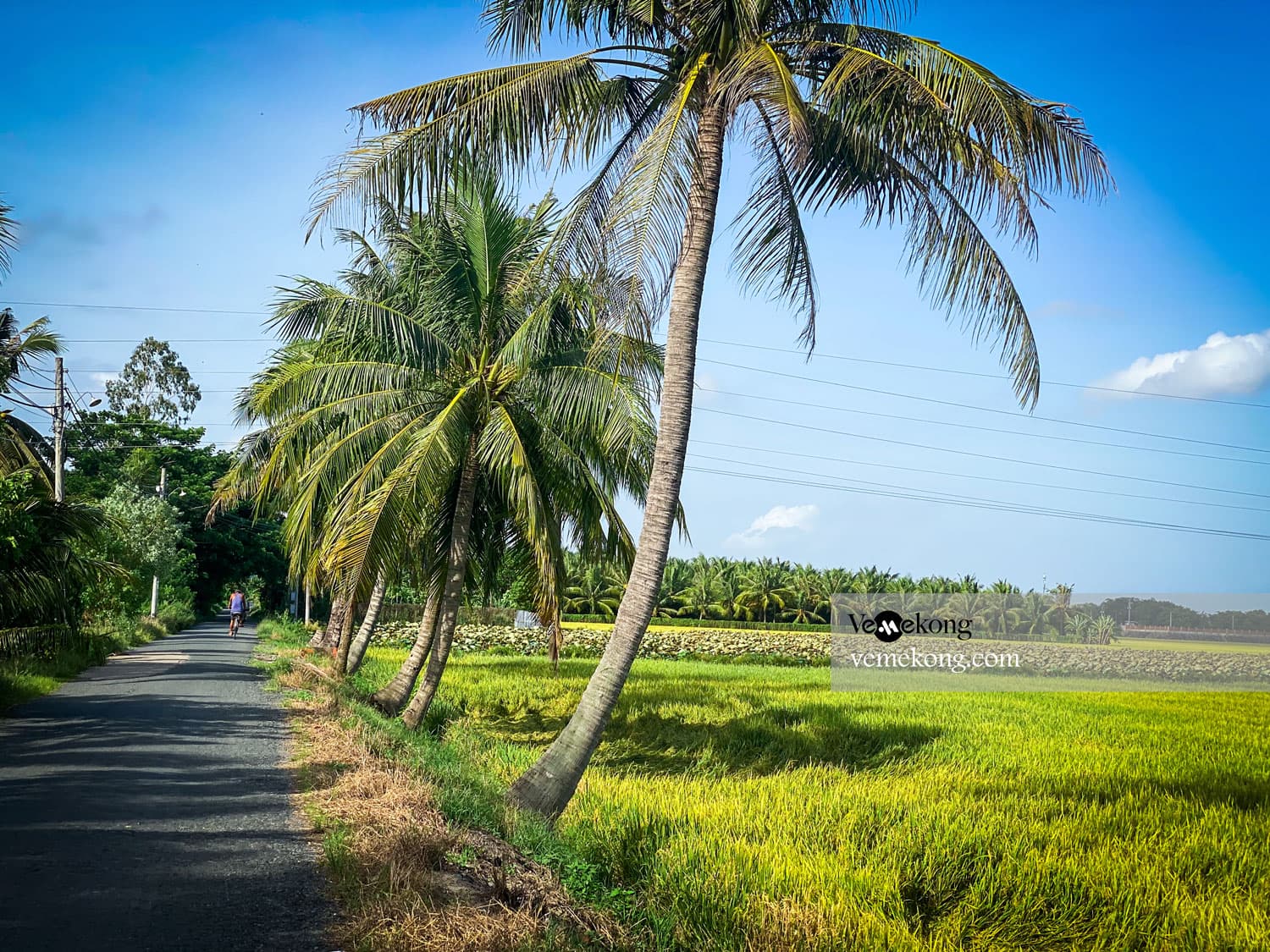 Chau Doc Countryside Cycling Tour & Rice Fields