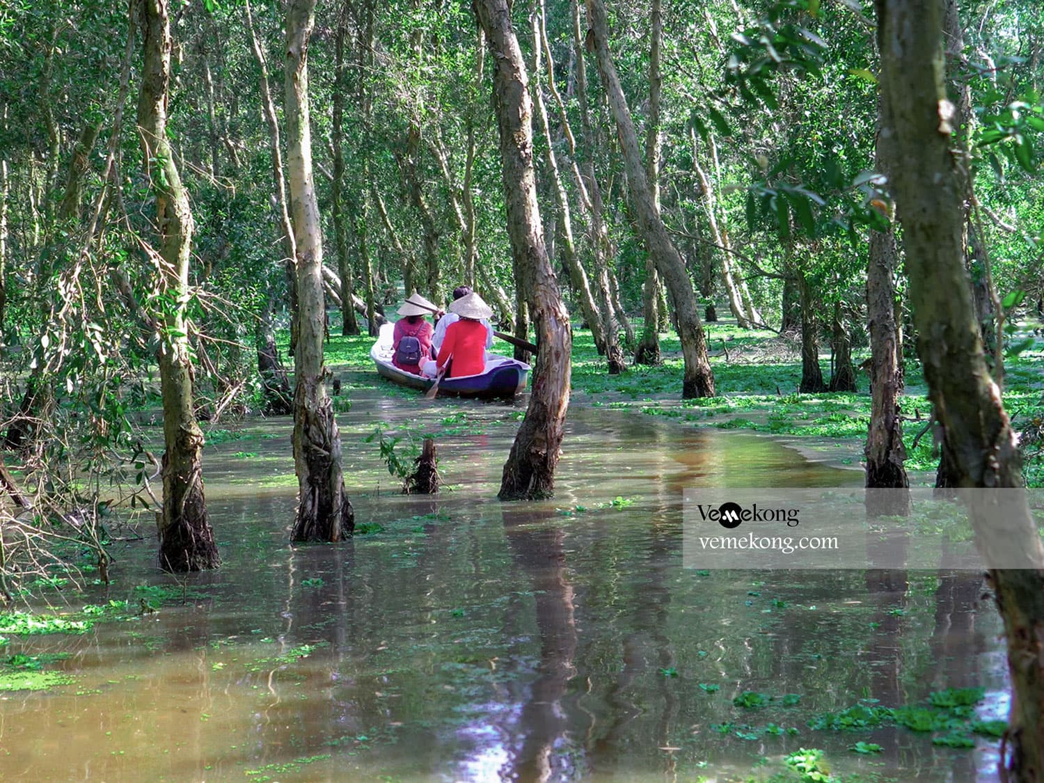 Chau Doc Tra Su Forest & Drop Off Ha Tien