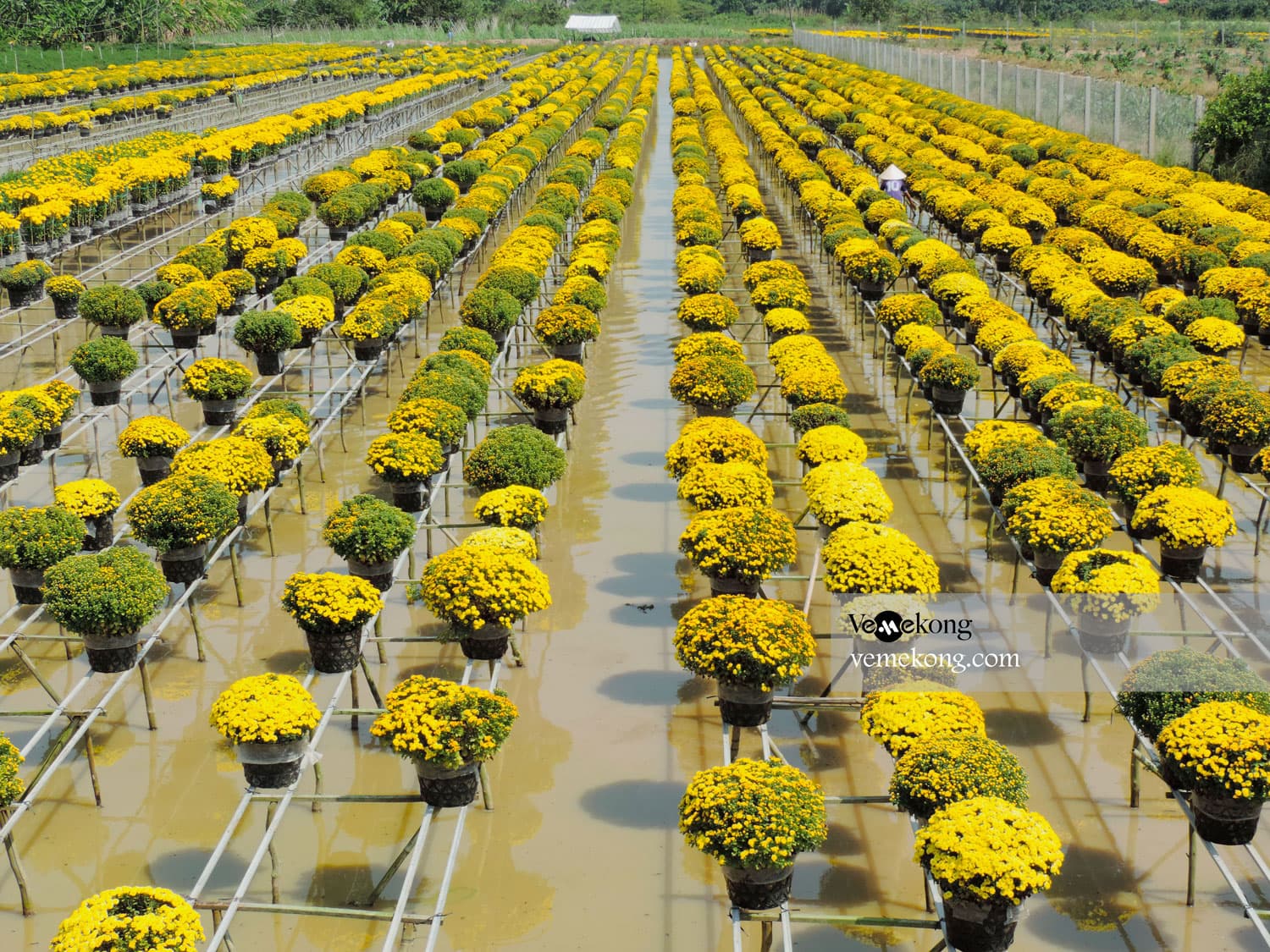 Xeo Quyt Forest tour from HCMC to Can Tho 1 day