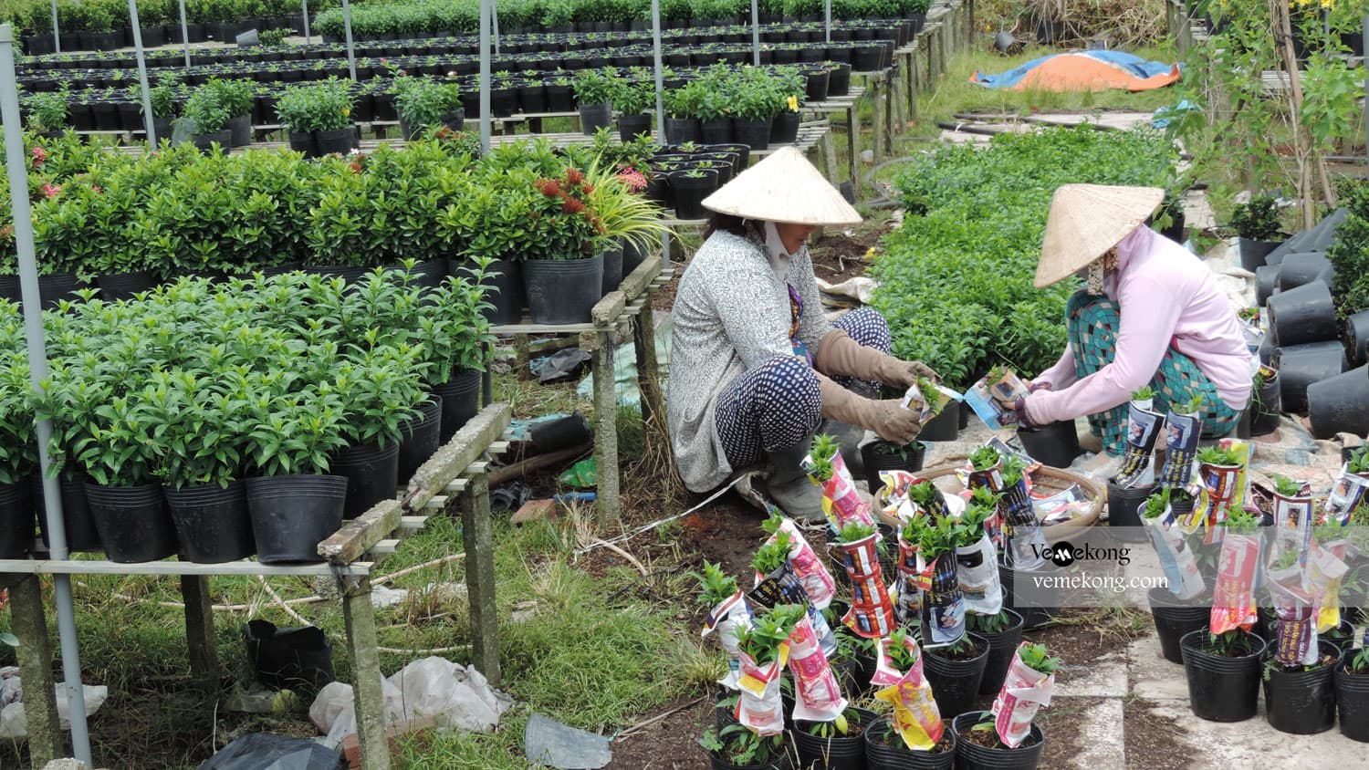 Sa Dec City Tour & Xeo Quyt forest Half Day (Start & End in Sadec)
