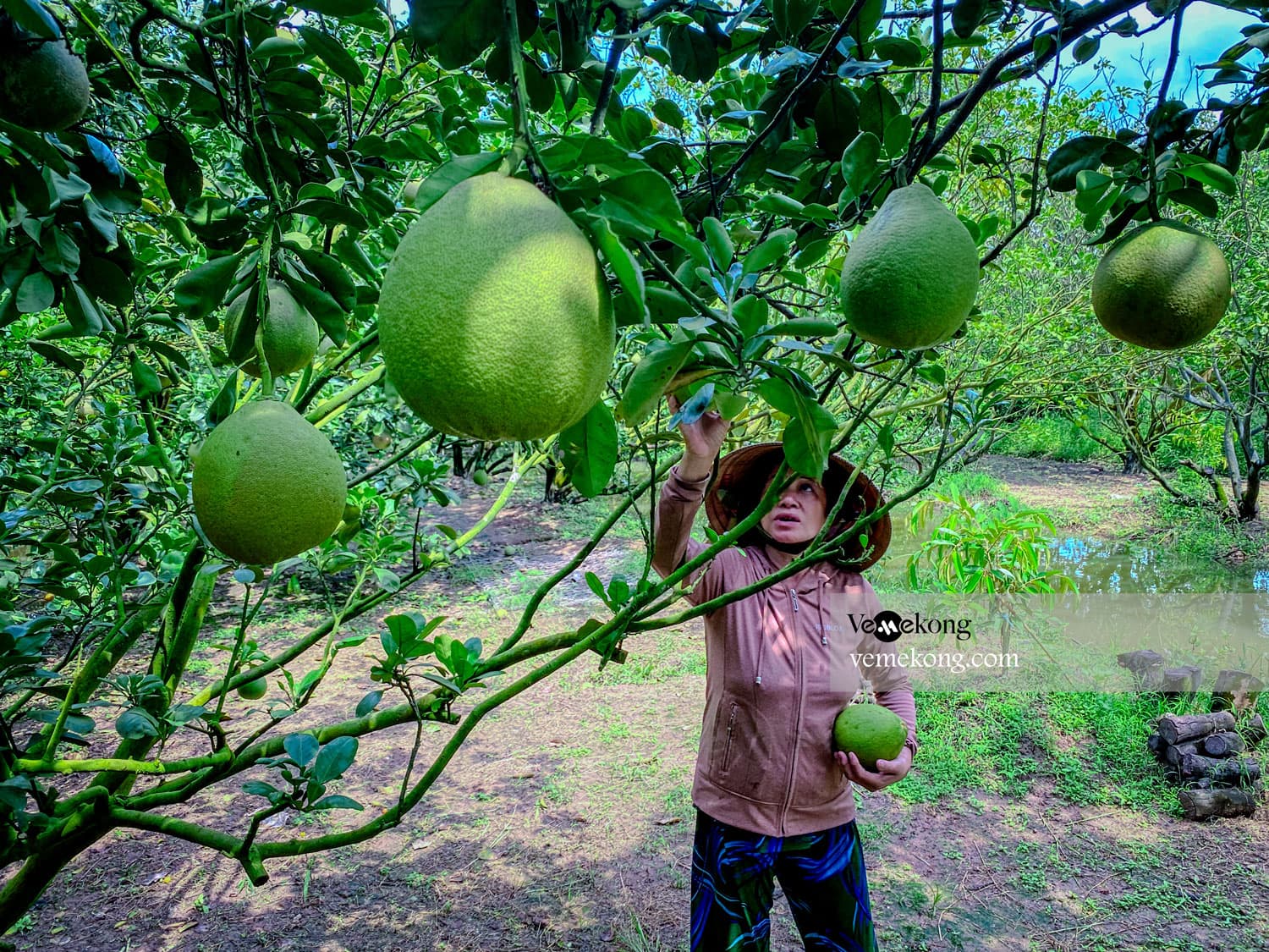 Can Tho Floating Market & U-Pick & Taste Fruit Garden Tour