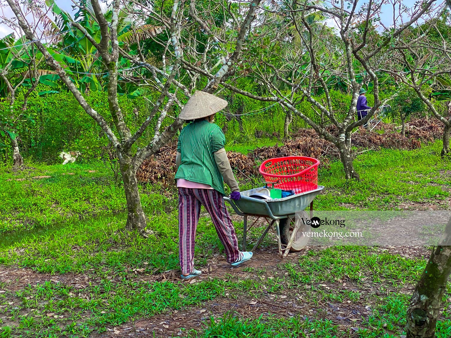 Can Tho Floating Market & U-Pick & Taste Fruit Garden Tour