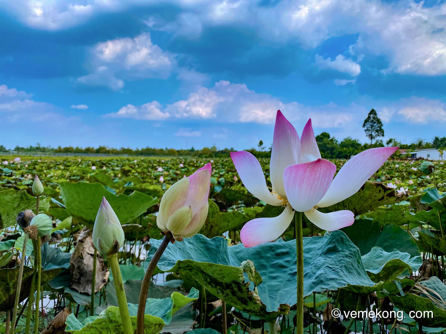 Chau Doc Countryside Cycling Tour & Rice Fields